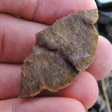 Image result for Phellinus gilvus