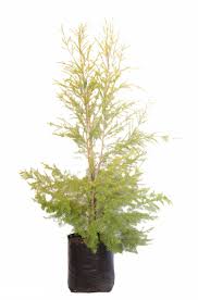 Image result for Melaleuca bracteata