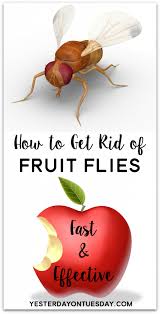Before you can learn how to get rid of fruit flies it is important to know what one is. How To Get Rid Of Fruit Flies Yesterday On Tuesday Fruit Flies How To Get Rid How To Get