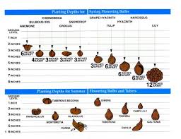 Bulb Planting Depth Garden Design Ideas