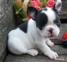 White And Black French Bulldog Puppies Pets For Sale In Singapore Sheryna Sg Mobile 93117