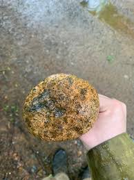 Image result for Boletus speciosus