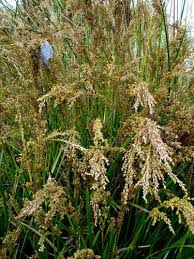 Image result for Indigofera longibarbata