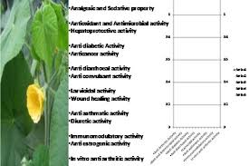 Image result for Abutilon hirtum