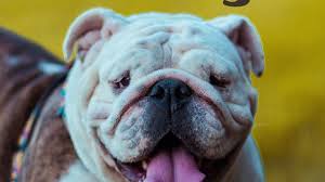 We are here to fulfill your needs as a person looking for a new puppy or as a breeder looking to find quality homes for their pups. What You Should Know About English Victorian And Olde Tyme Bulldogs Pethelpful