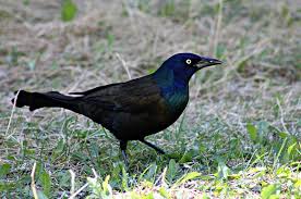 Black Bird With Blue Neck Michigan Grackles 10 Things You Didn T Know