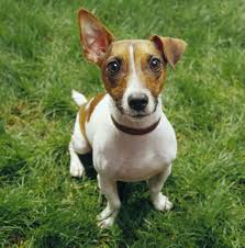 Trovapet, portale dedicato agli annunci di animali domestici in vendita o adozione. 10 Cose Da Sapere Se Vuoi Prendere Un Jack Russell