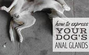 To diagnose canine cancer, watch for symptoms like lumps on your dog's skin, sudden weight loss or weight gain, strange odors, coughing, or lethargy. How To Express Your Dog S Anal Glands Plus Causes Prevention Caninejournal Com