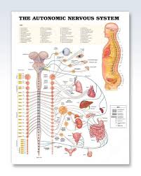 The Autonomic Nervous System Chart 20x26 Autonomic Nervous System Nervous System Anatomy Nervous System