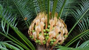 Image result for Cycadaceae