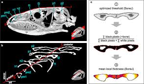 But this doesn't mean we can't be attractive in our own, very special way. First Evidence Of Convergent Lifestyle Signal In Reptile Skull Roof Microanatomy Bmc Biology Full Text