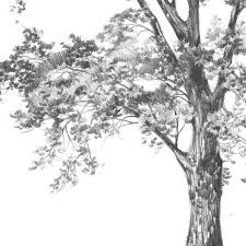Artistic Black And White Tree Drawings Realistic Tree Sketch Single Tree Drawing Original Pencil Etsy Tree Sketches Tree Drawing Tree Drawings Pencil