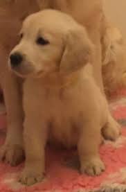 Golden retriever puppies for sale in colorado springs. Golden Retriever Puppies For Sale Colorado Springs Co 235593