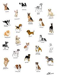 Dog Breeds Art Print Dog Breed Art Dog Illustration Dog Drawing