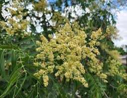 Image result for Sapindus saponaria