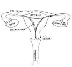 Image result for female sex organ