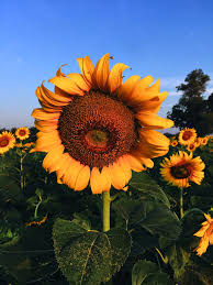 Renungan dan motivasi islam bantu fp ini berkembang dengan mengklik. Lopburi 5 Perkara Perlu Tahu Chasing The Sun Travel Blog