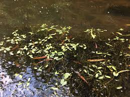 Image result for Potamogeton nodosus