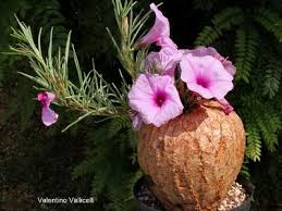 Image result for Ipomoea bolusiana