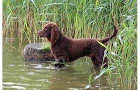 Image result for irský vodní španěl