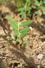 Image result for Phyllanthus ovalifolius
