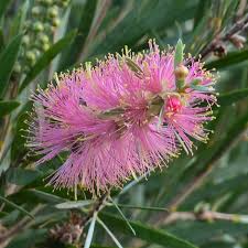 Image result for Euphorbia dawei