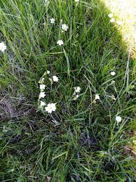 Image result for Cerastium afromontanum