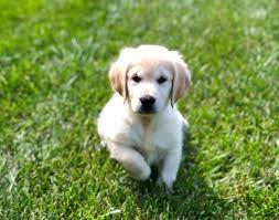 We did not find results for: Petland Kansas City Has Golden Retriever Puppies For Sale Check Out All Our Available Puppies Goldenretr Golden Retriever Puppy Friends Retriever Puppy