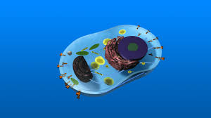Maybe you would like to learn more about one of these? Play The Games Centre Of The Cell