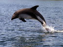 Peale S Dolphin Lagenorhynchus Australis Is A Small Dolphin That Lives In The Waters Around Tierra Del Fuego At The Southern Tip Of South America Mamiferos