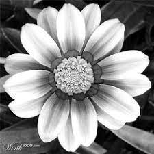 Black and white hand drawn flowers with olive branch. 10 Flower Shape Inspiration Ideas Black And White Flowers White Flowers Flower Shape
