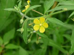 Image result for Leptochloa uniflora