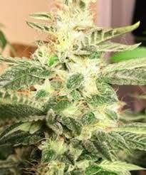 Butter cookies is an indica dominant hybrid strain (80% indica/20% sativa) created through crossing the classic animal cookies x face off og strains. Peanut Butter Breath Is A Rare Evenly Balanced Hybrid Strain