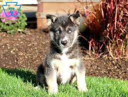 Dash Gerberian Shepsky Puppy For Sale Keystone Puppies Shepsky Puppy Gerberian Shepsky Puppy Gerberian Shepsky