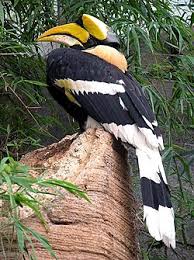 Pemilihan burung enggang sebagai simbol keramat bukan tanpa ada alasan. Rangkong Wikipedia Bahasa Indonesia Ensiklopedia Bebas