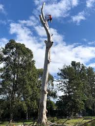 This has brought an endless supply of cowboys to the industry who have not. Mac S Tree Lopping Home Facebook