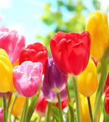 Maybe you would like to learn more about one of these? 50 Most Beautiful Flowers In The World