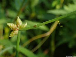 Image result for Schoenoplectiella senegalensis