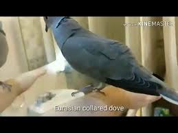 Birds sound like non-avian dinosaurs when slowed down