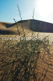 Image result for Acanthosicyos naudinianus