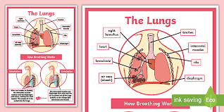 When we breathe this air out, we expel the waste carbon dioxide produced by the body. Model Of Respiratory System With Labels Lungs In The Body