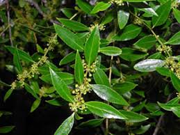 Image result for Maytenus chasei