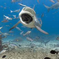 Bull shark attacks the bull shark is one of the most frequent attacker of people, as it swims in very shallow waters where people swim and is an aggressive shark. 14 Bull Shark Facts For Kids And Shark Enthusiasts