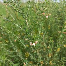 Image result for Indigofera circinnata