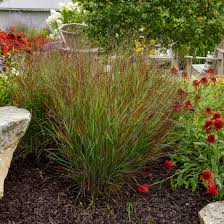 Image result for Panicum chionachne