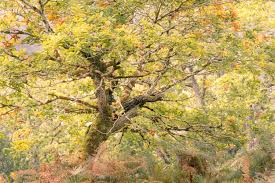 Image result for Acacia davyi