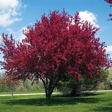 Thunderchild flowering crab is a hybrid crab apple known for its attractive and fragrant dark pink blossoms and deep purple mature leaves. Profusion Crabapple Tree Flowering Crabapple Crabapple Tree Fast Growing Trees