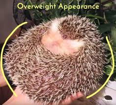 Healthy Hedgehog Weight Heavenly Hedgies