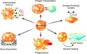 Control Of Macrophage Activation And Function By Ppars Circulation Research