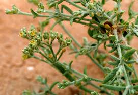 Image result for Polycarpaea